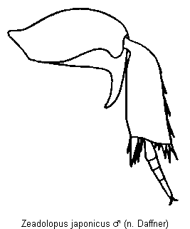 zeadolopus_japonicus_hb.gif