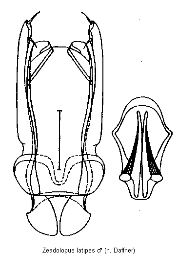 zeadolopus_latipes.gif
