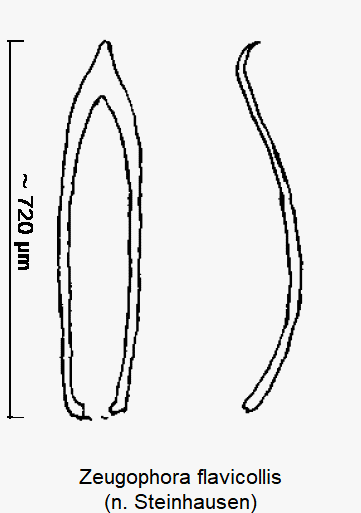 zeugophora_flavicollis.gif