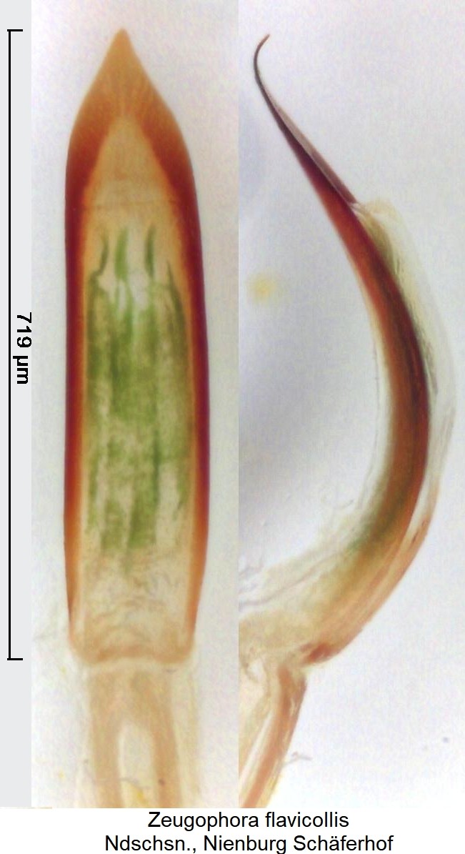 zeugophora_flavicollis.jpg