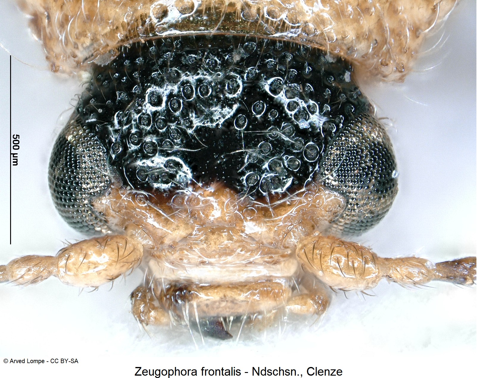 zeugophora_frontalis_ck15540_k.jpg