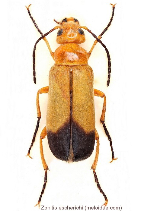 zonitis_escherichi.jpg