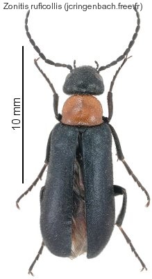 zonitis_ruficollis.jpg