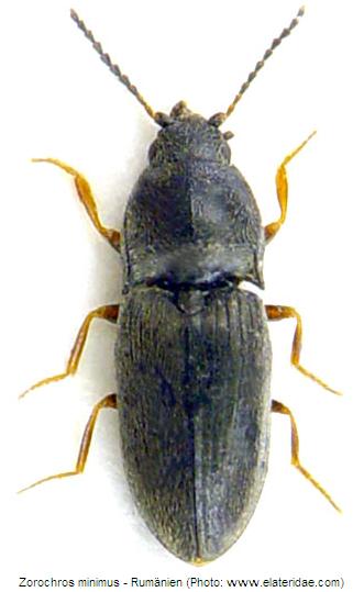 zorochros_dermestoides_hab.jpg
