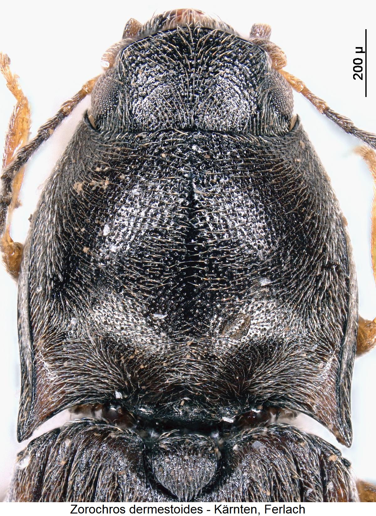 zorochros_dermestoides_hsch.jpg