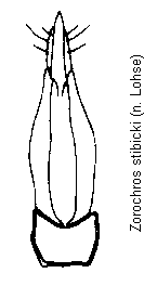 zorochros_stibicki.gif
